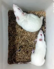 aroora rat grouping