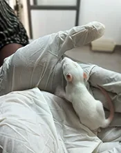 aroora sprague dawley rat
