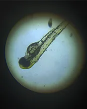 aroora zebrafish embryo toxicity