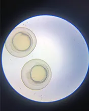 aroora zebrafish embryo
