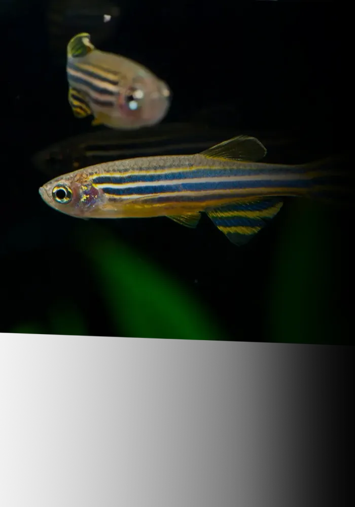 aroora zebrafish research model service